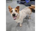 Adopt Rupert a Jack Russell Terrier / Terrier (Unknown Type