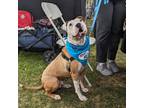Adopt Tottie a American Pit Bull Terrier / Mixed dog in Oceanside, CA (41067753)