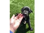 Adopt Yellow a Black - with White Belgian Malinois / Labrador Retriever / Mixed