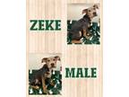 Adopt Zeke MEET 5/31 a Tricolor (Tan/Brown & Black & White) Mountain Cur / Mixed