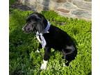 Adopt Lily a Black - with White Labrador Retriever / Beagle / Mixed dog in