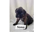 Adopt Nona a Boxer / Mixed dog in Crocker, MO (41349263)