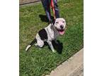 Adopt Salami a White American Pit Bull Terrier / Mixed Breed (Medium) / Mixed