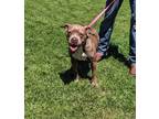 Adopt SAGE a Brindle American Pit Bull Terrier / Mixed Breed (Medium) / Mixed