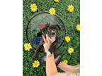 Adopt Chesney a Black Catahoula Leopard Dog / Mixed Breed (Medium) / Mixed