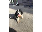 Adopt Sophie a Black - with White Cockapoo / Mixed dog in Los Angeles