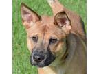 Adopt Taz a Brown/Chocolate - with Black Australian Kelpie / German Shepherd Dog
