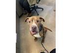 Adopt Reno a Tan/Yellow/Fawn Boxer / Mixed Breed (Medium) / Mixed (short coat)