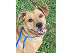 Adopt Teddy *SN*VIP* a Tan/Yellow/Fawn Dachshund / Basset Hound / Mixed (short