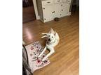 Adopt Fenris a White German Shepherd Dog / Affenpinscher / Mixed dog in