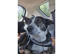 Adopt Milo a Tricolor (Tan/Brown & Black & White) Rat Terrier / Mixed dog in