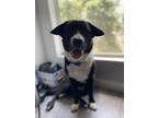 Adopt Ellie a Black - with White Labrador Retriever / Collie / Mixed dog in Port
