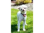 Adopt Roman a Poodle (Standard) / Mixed dog in Decatur, IN (41284736)