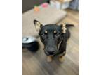 Adopt Huckleberry a Black Welsh Terrier / Mixed Breed (Medium) / Mixed (short