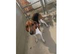 Adopt Givens a White Treeing Walker Coonhound / Mixed Breed (Medium) / Mixed