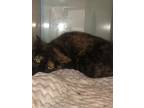Adopt Rusty a All Black Domestic Shorthair / Mixed Breed (Medium) / Mixed (short
