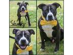 Adopt Skunky a Black American Pit Bull Terrier / Mixed Breed (Medium) / Mixed