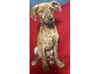 Adopt Cooper a Brindle Italian Greyhound / Mixed dog in Freehold, NJ (41352790)