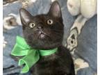 Adopt ANDREI a All Black American Shorthair / Mixed (short coat) cat in Margate