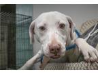 Adopt Dottie a White Plott Hound / Labrador Retriever / Mixed dog in Mountain