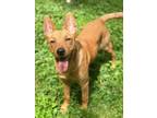 Adopt Jessi a Brindle Carolina Dog / Mixed Breed (Medium) / Mixed (short coat)