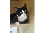 Adopt Jinx AND Lucky a Black & White or Tuxedo Domestic Shorthair / Mixed (short