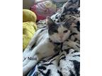 Adopt Nala a Gray or Blue (Mostly) American Shorthair / Mixed (short coat) cat