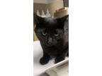 Adopt McDaniel a Tan or Fawn Domestic Shorthair / Mixed Breed (Medium) / Mixed