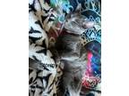 Adopt Stormy a Gray, Blue or Silver Tabby American Shorthair / Mixed (short