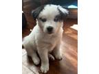 Adopt Bandit a White - with Black Husky / Labrador Retriever / Mixed dog in