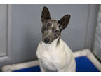 Adopt Moby a Black Rat Terrier / Mixed (short coat) dog in Colorado Springs