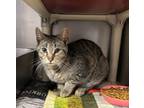 Adopt Baby Bop a Brown Tabby Domestic Shorthair / Mixed Breed (Medium) / Mixed