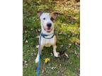 Adopt Thanos a American Pit Bull Terrier / Mixed dog in Kingston, NY (41237281)