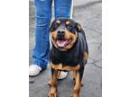 Adopt Brandy a Rottweiler / Mixed dog in POMONA, NY (41088485)