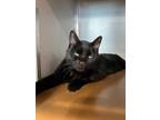 Adopt Oreo a All Black Domestic Mediumhair / Mixed Breed (Medium) / Mixed (short