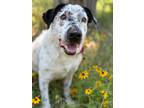 Adopt Charlie (Pongo) a Australian Cattle Dog / Pointer / Mixed dog in New