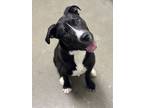 Adopt Jedi a Black - with White Pit Bull Terrier / Staffordshire Bull Terrier /