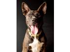 Adopt Freya a Black - with White American Pit Bull Terrier / Mixed dog in Yreka