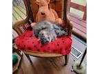Adopt Nala a Gray, Blue or Silver Tabby American Shorthair / Mixed (medium coat)