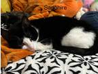 Adopt Sapphire a Black & White or Tuxedo American Shorthair / Mixed (short coat)