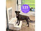 Adopt Tot a Black - with White Black Mouth Cur / Pit Bull Terrier dog in