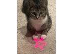 Adopt Tilly a Brown Tabby Domestic Shorthair (short coat) cat in Greensboro