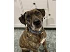 Adopt BRODY a Brindle Plott Hound dog in Thompson, PA (41261358)