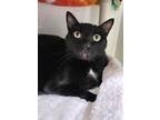 Adopt Sycamore (Rocky) a All Black Domestic Shorthair / Mixed Breed (Medium) /