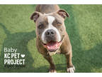 Adopt Baby a Black American Pit Bull Terrier / Mixed Breed (Medium) / Mixed