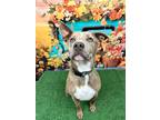 Adopt Aries a Merle American Pit Bull Terrier / Catahoula Leopard Dog / Mixed