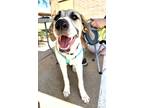 Adopt Kanga a White - with Black Labrador Retriever / Anatolian Shepherd dog in