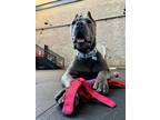 Adopt Archibald a Gray/Blue/Silver/Salt & Pepper Cane Corso / Mixed dog in