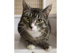 Adopt Sunday a Brown Tabby Domestic Shorthair / Mixed Breed (Medium) / Mixed