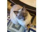 Adopt Greyson a Gray or Blue Siamese (short coat) cat in Richardson